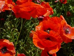 Mohn