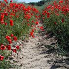 Mohn