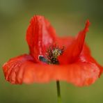 Mohn