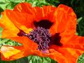 Mohn de uschi heise 