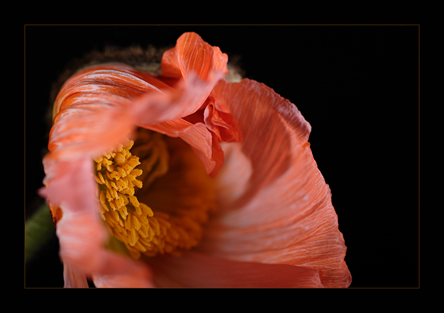 Mohn