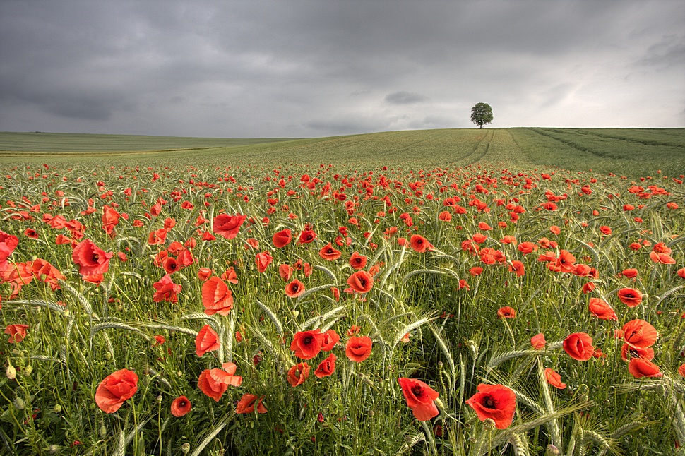 Mohn