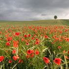 Mohn