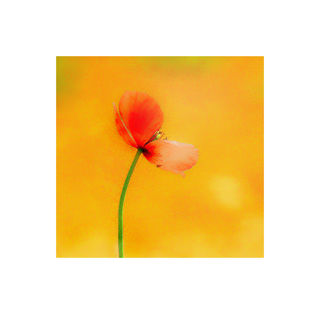 Mohn