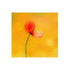 Mohn