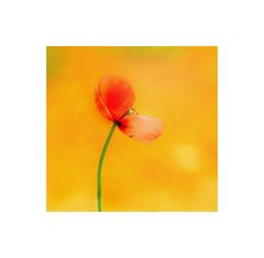 Mohn