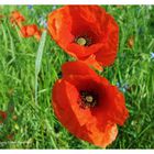 --- MOHN ---