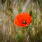 Mohn