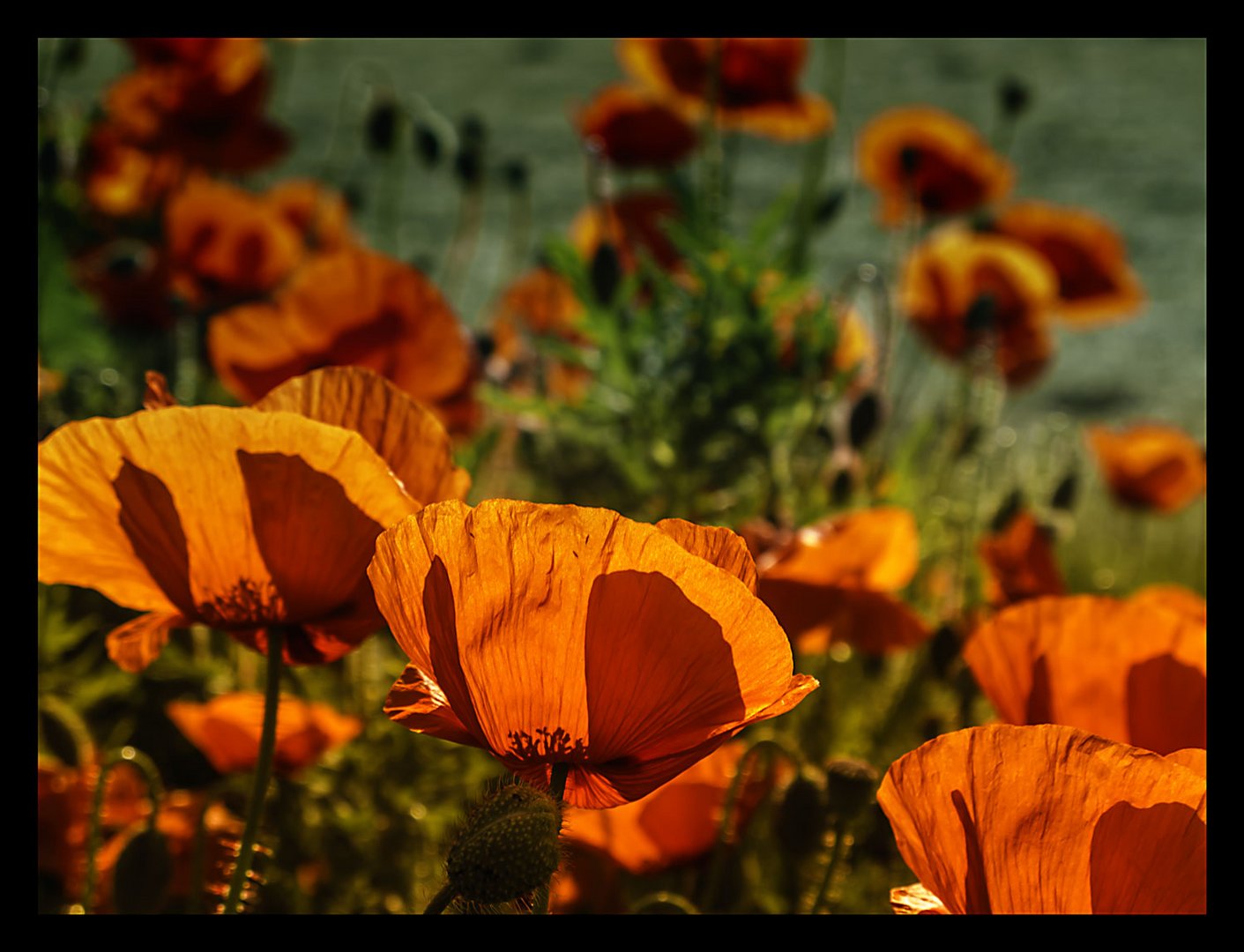 Mohn