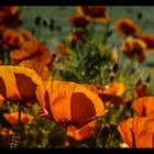 Mohn