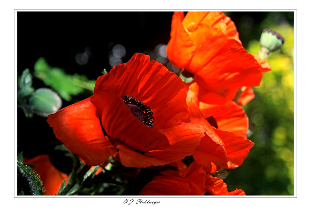 Mohn