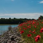 Mohn