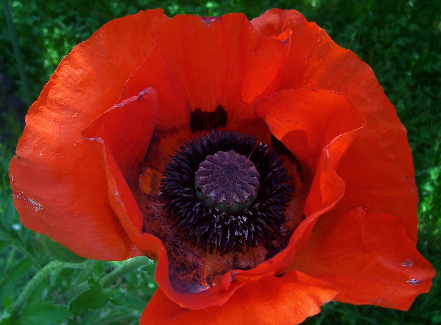 Mohn (4)