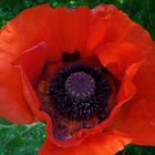 Mohn (4)