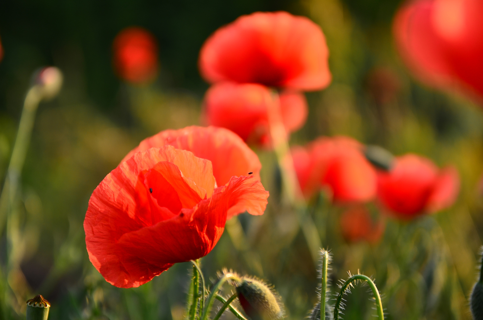 Mohn 4