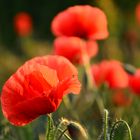 Mohn 4