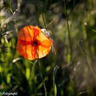 Mohn 4