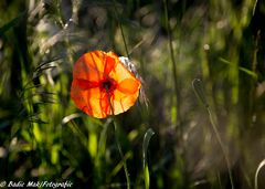 Mohn 4