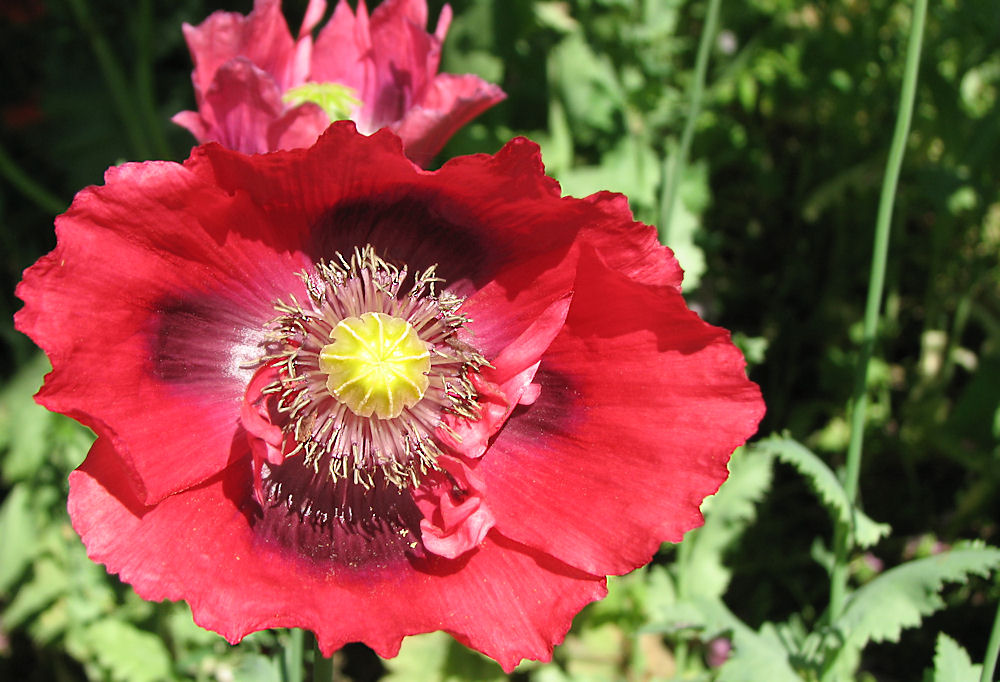 Mohn 4