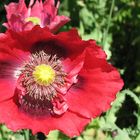 Mohn 4