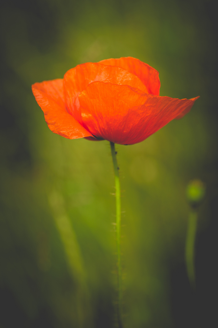 Mohn / 4