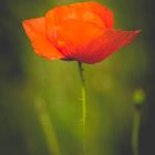 Mohn / 4