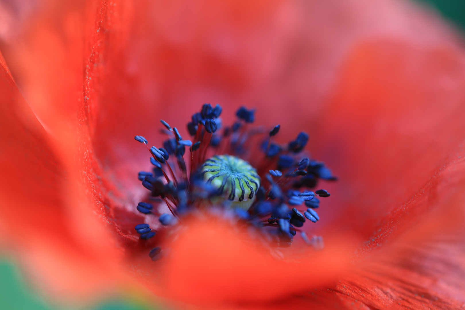 Mohn 4