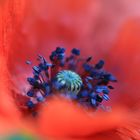 Mohn 4