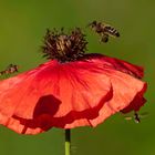 Mohn 4