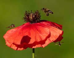 Mohn 4