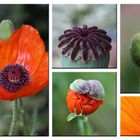 Mohn - 4 -