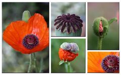 Mohn - 4 -