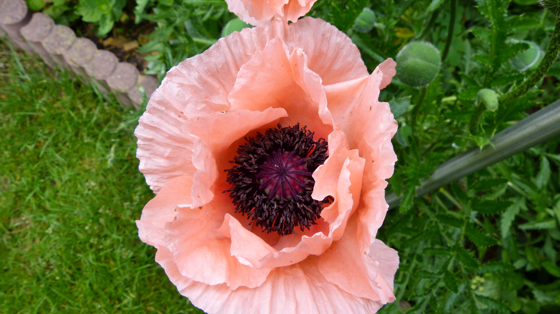 Mohn 4