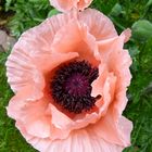 Mohn 4