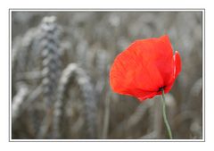 Mohn 4