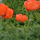 Mohn 4