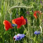 Mohn 4