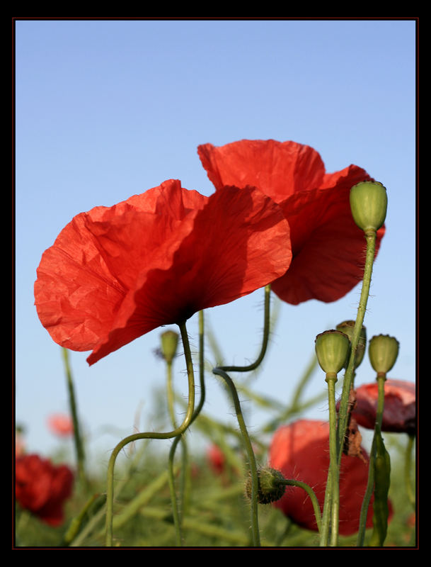 *Mohn 4*