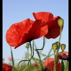 *Mohn 4*