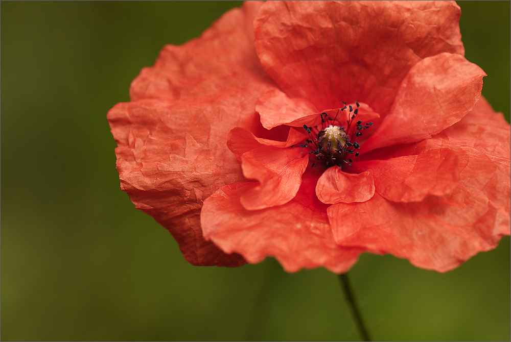 Mohn [4]