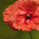 Mohn [4]