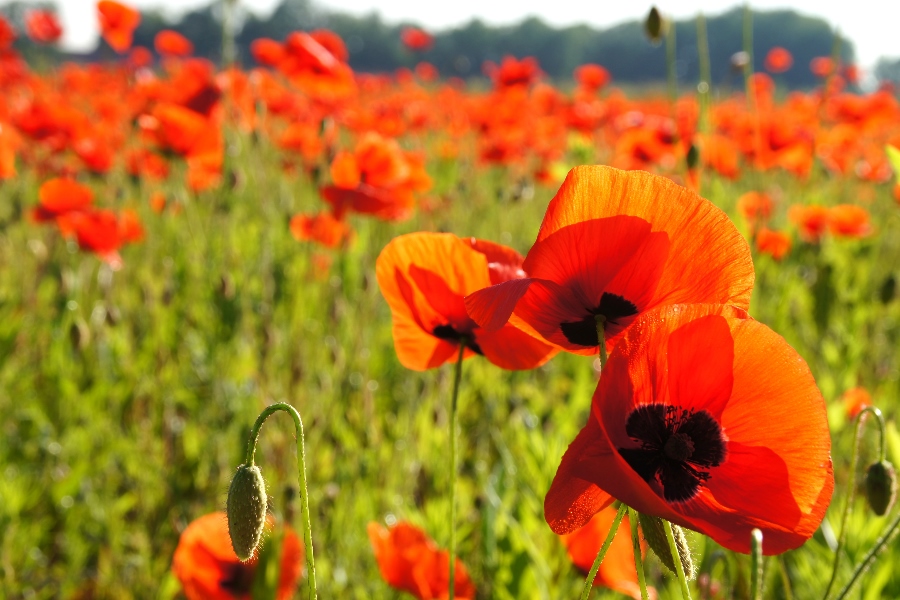 Mohn 4