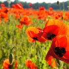 Mohn 4