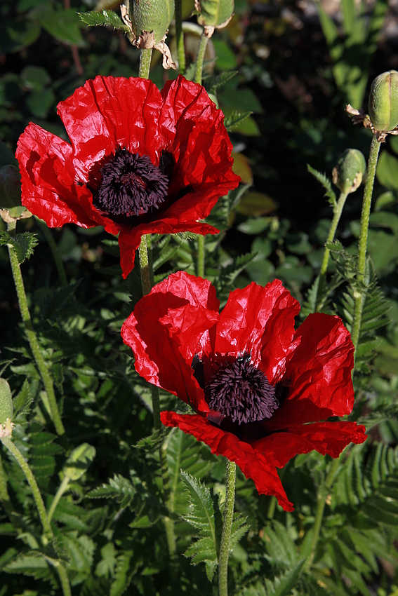 Mohn 4