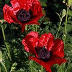 Mohn 4