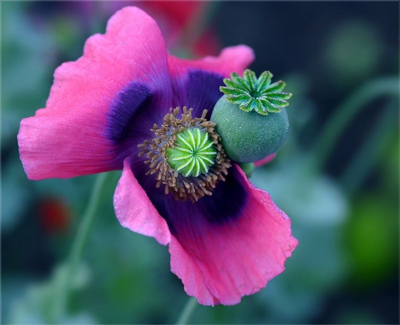 Mohn {4]