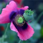 Mohn {4]