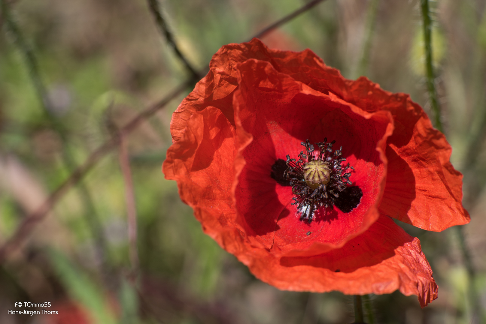 Mohn (4)