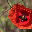 Mohn (4)