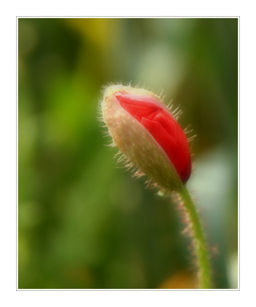 Mohn (4)